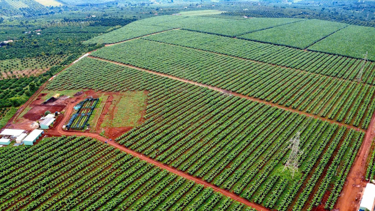 Vùng trồng chuối trên cao nguyên Gia Lai